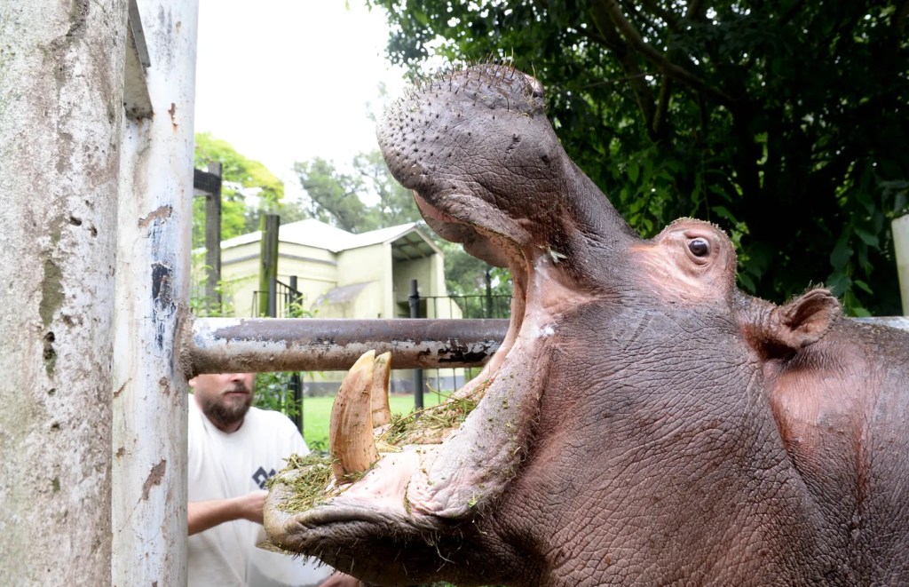 Reclaman investigar la muerte de un histórico habitante del&nbsp;bioparque
