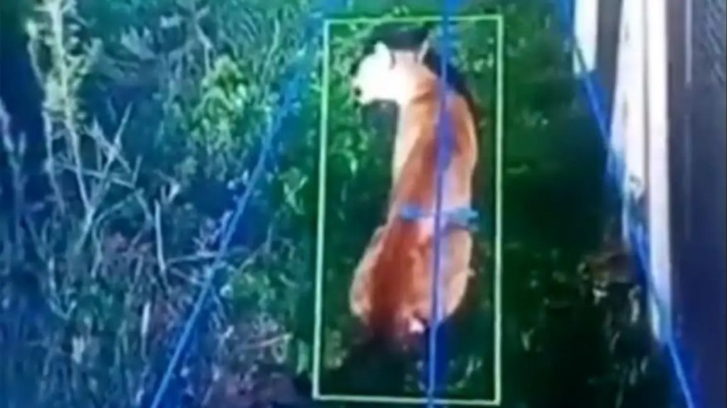 Especialistas explican qué hacer ante la presencia de un puma en zonas&nbsp;urbanas