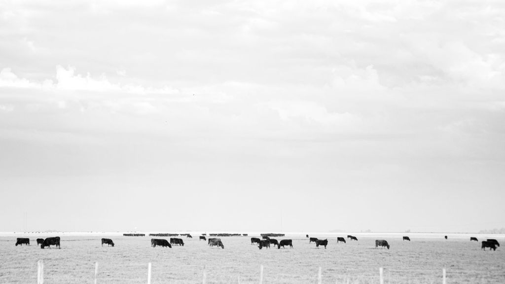 Acuerdo Macro-Brangus: financiamiento para mejorar la producción&nbsp;bovina