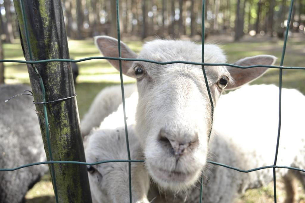 Felinos depredadores transforman el futuro de la ganadería rural&nbsp;argentina
