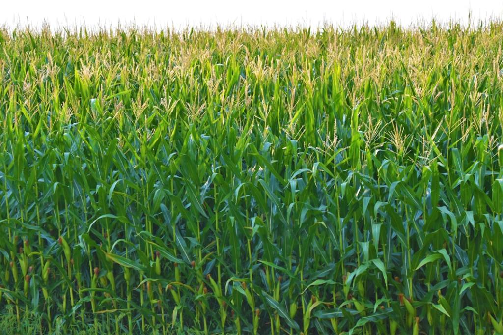 Comercializacion anticipada de maiz crece con subida de&nbsp;cotizaciones