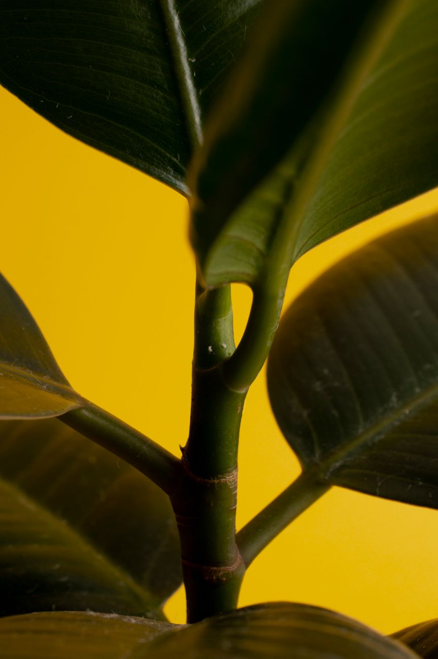 Trasplante de ficus: cómo identificar si tu planta realmente lo&nbsp;necesita