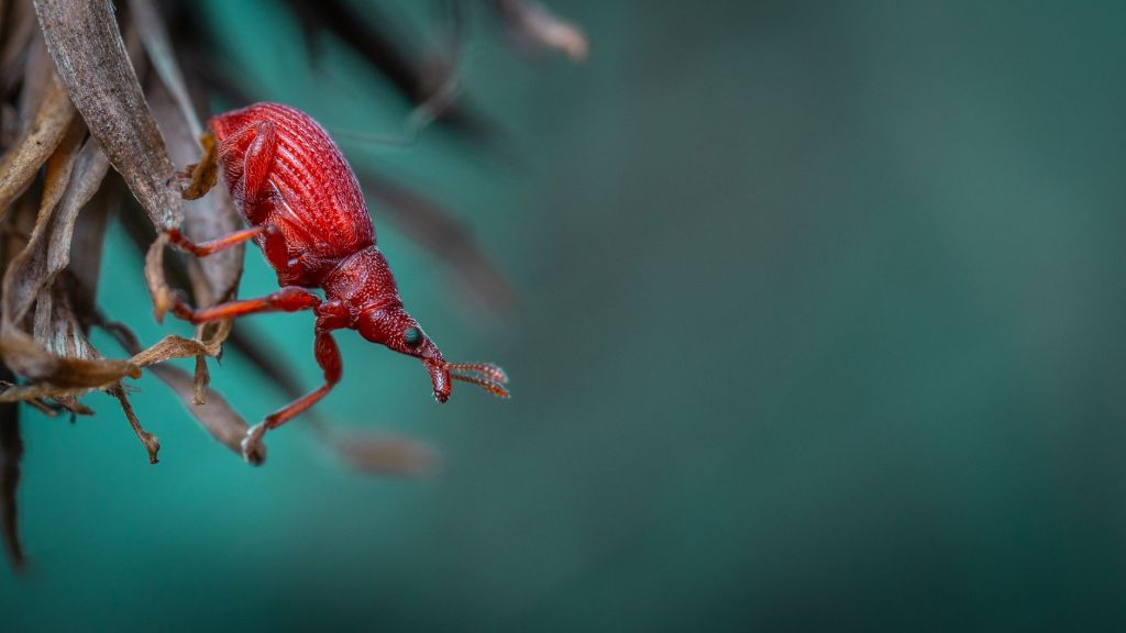 Detectan picudo rojo en Entre Ríos: Senasa acelera inspecciones